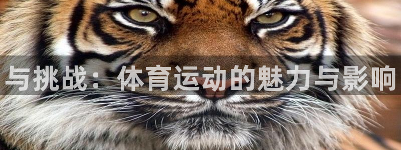 JJB竞技宝官网下载官方客服电话：与挑战：体育运动的魅力与影