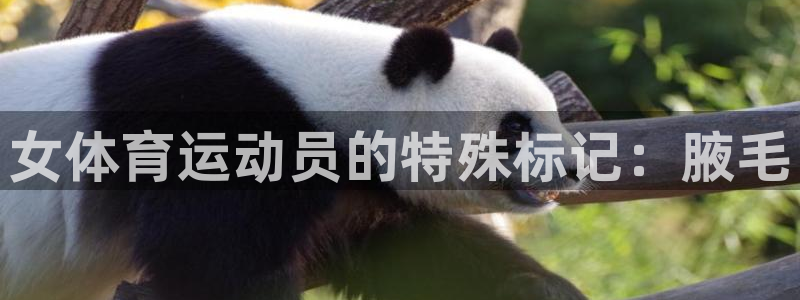 德国JJB竞技宝官方正版app集团：女体育运动员的特